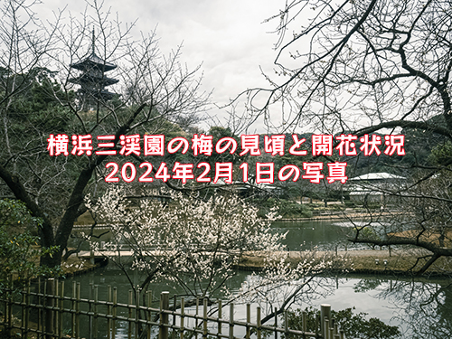 横浜三渓園の梅と日本水仙の見頃と開花状況（2024年2月1日） | 花ログ