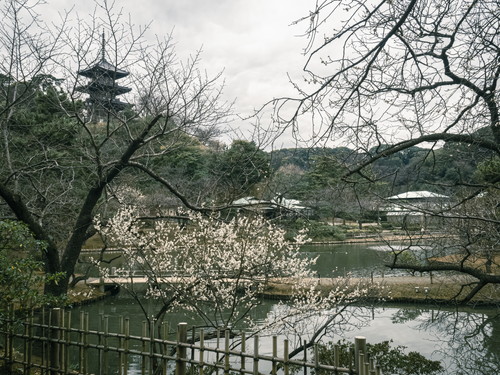 横浜三渓園の梅と日本水仙の見頃と開花状況（2024年2月1日） | 花 