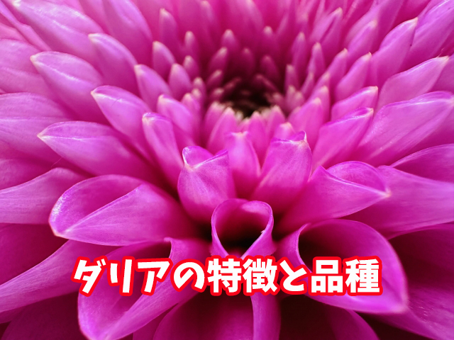 ダリアの多様な品種を知ろう!色と形のバリエーション解説 | 花ログ